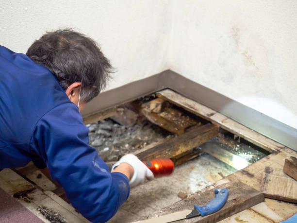 Best Mold Cleaning Services  in Kenbridge, VA