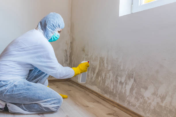 Attic Mold Removal in Kenbridge, VA