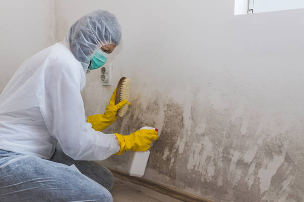 Best Mold Remediation  in Kenbridge, VA