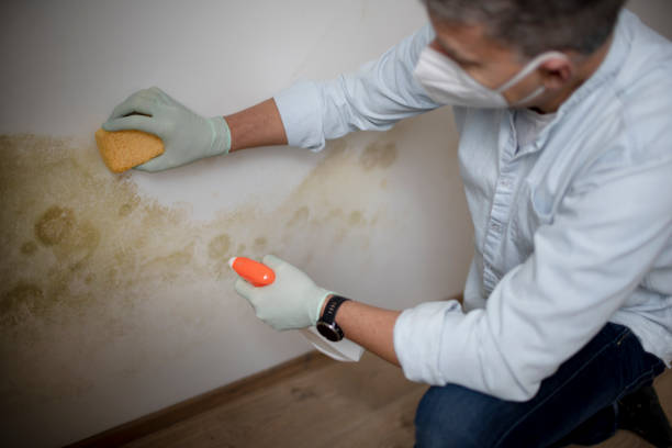 Best Home Mold Removal  in Kenbridge, VA