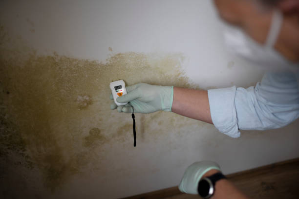 Best Mold Removal Company Near Me  in Kenbridge, VA