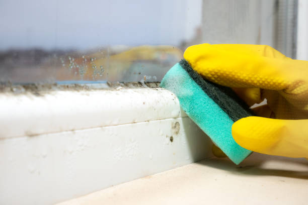 Best Emergency Mold Removal  in Kenbridge, VA