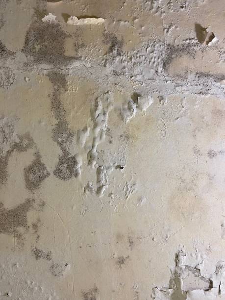 Best Local Mold Removal Service  in Kenbridge, VA