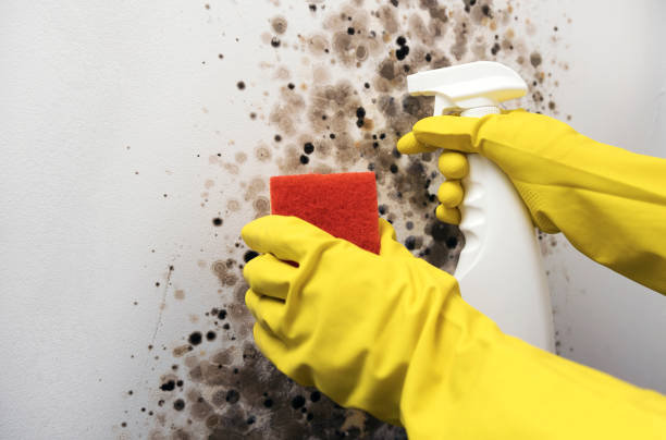 Best Mold Removal Specialists  in Kenbridge, VA