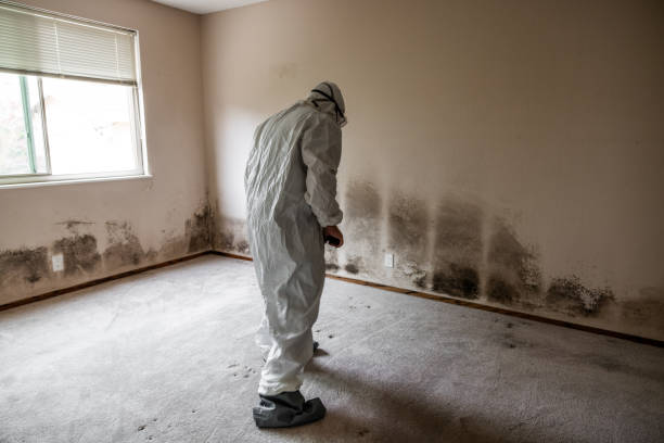 Best Attic Mold Removal  in Kenbridge, VA