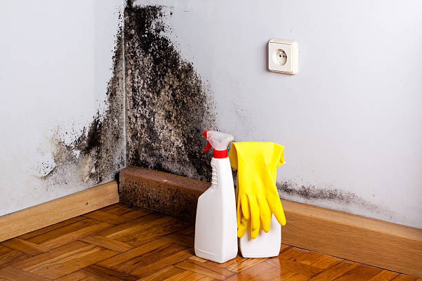 Best Mold Testing  in Kenbridge, VA