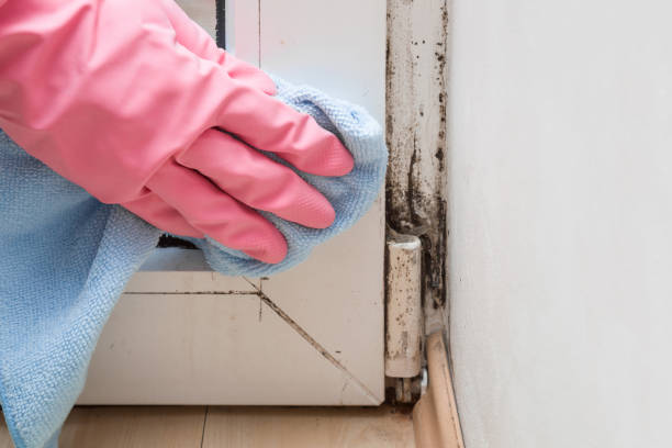 Mold Testing and Removal in Kenbridge, VA