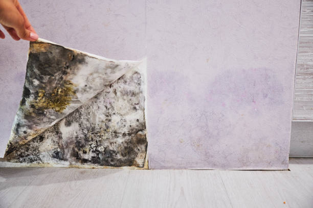 Best Mold Damage Repair  in Kenbridge, VA